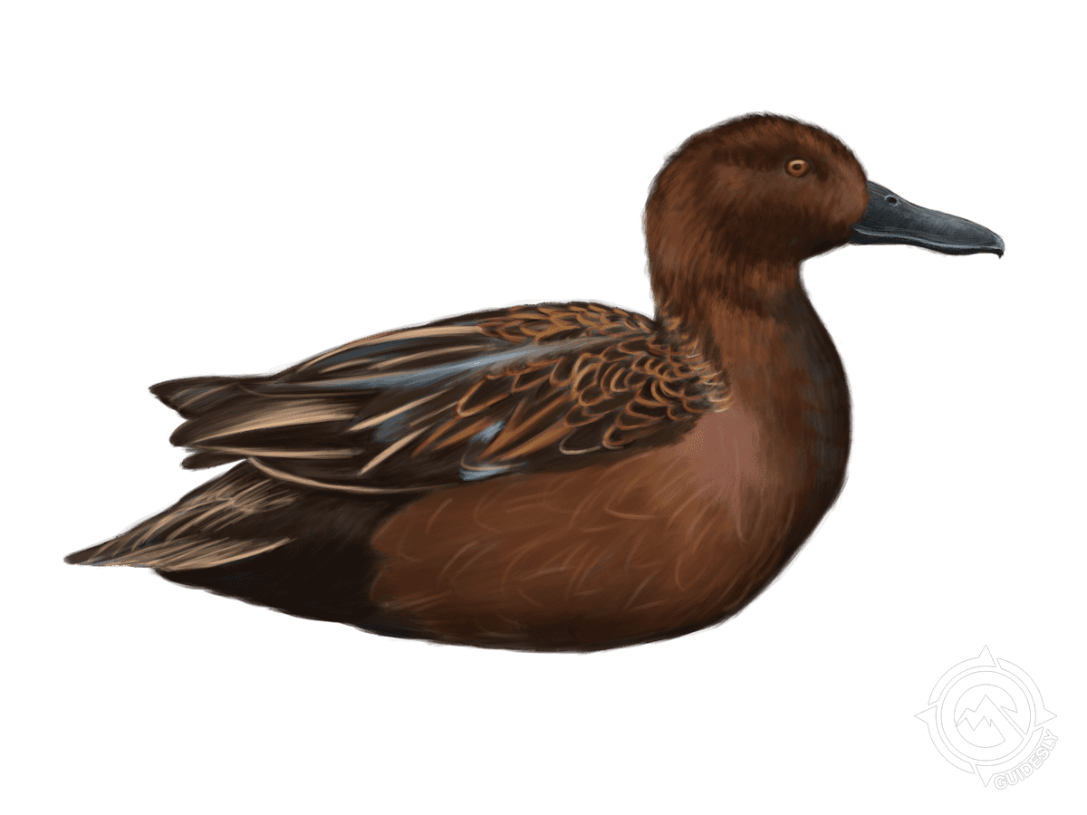 Cinnamon Teal